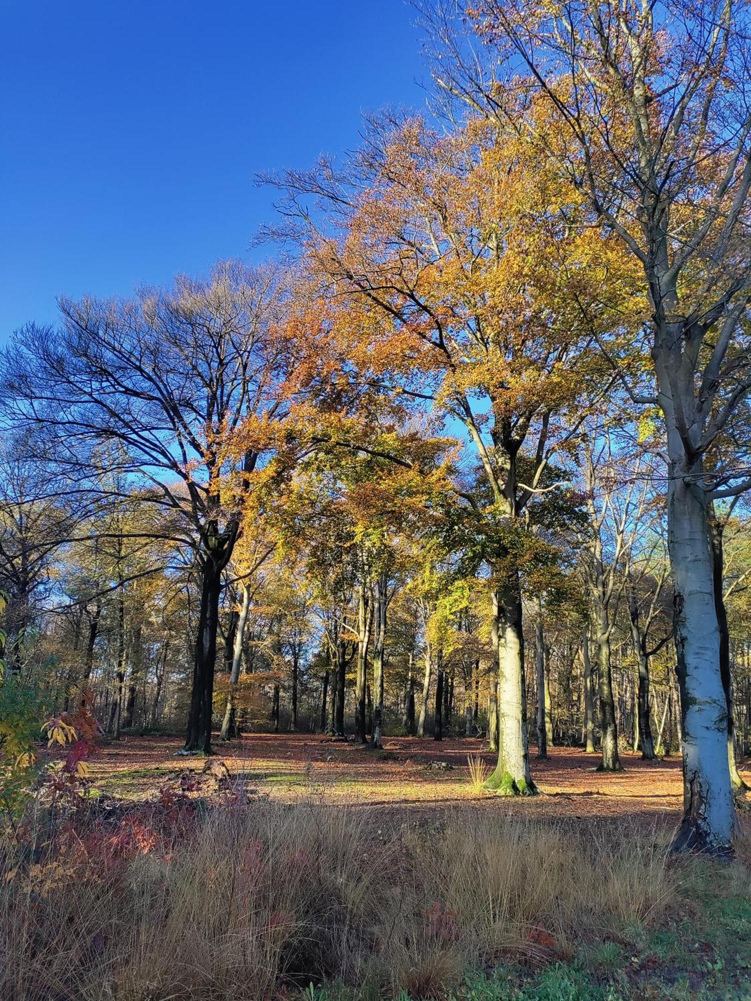 Zen Huisje Villa Turnhout Dış mekan fotoğraf