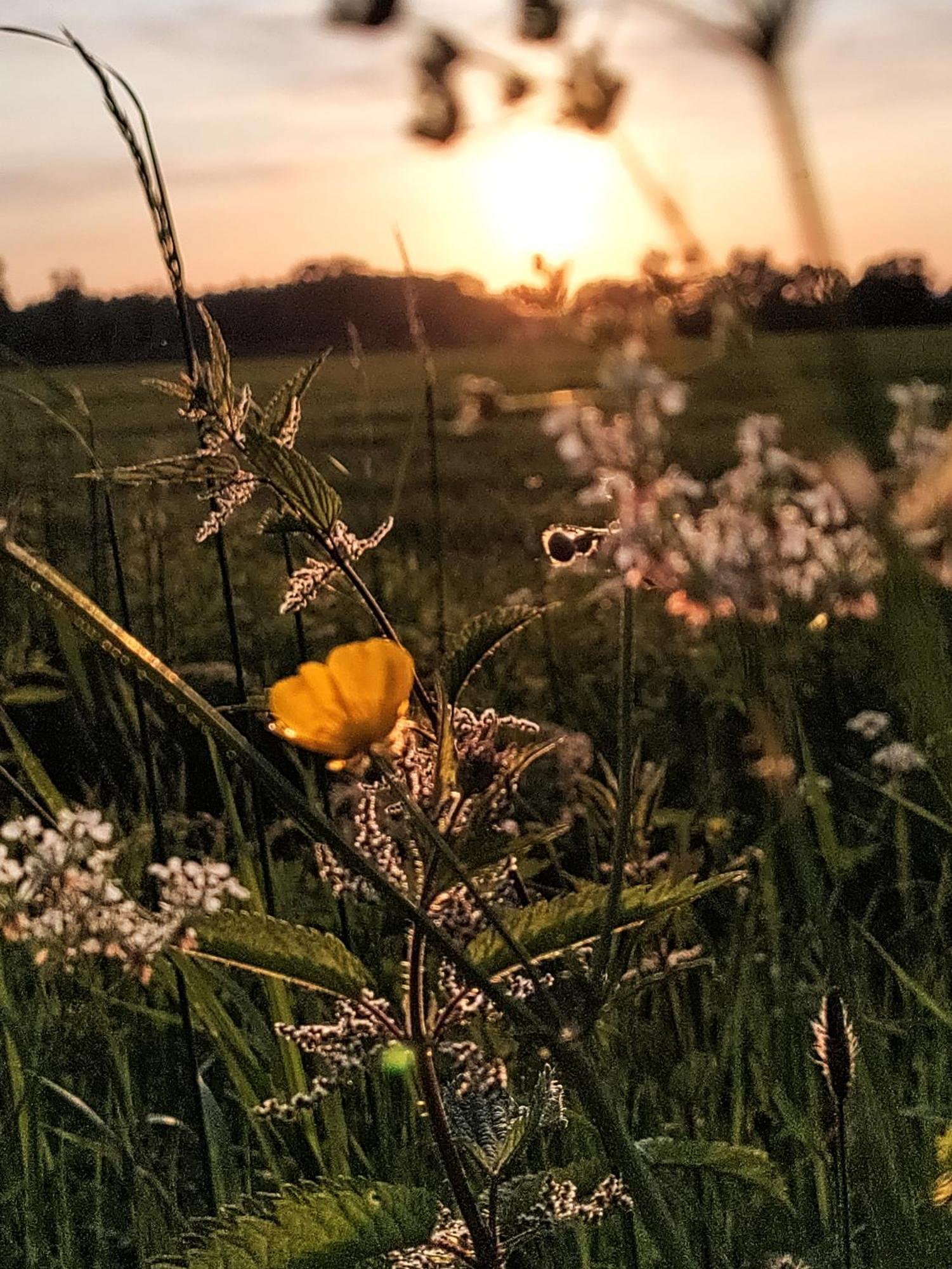 Zen Huisje Villa Turnhout Dış mekan fotoğraf