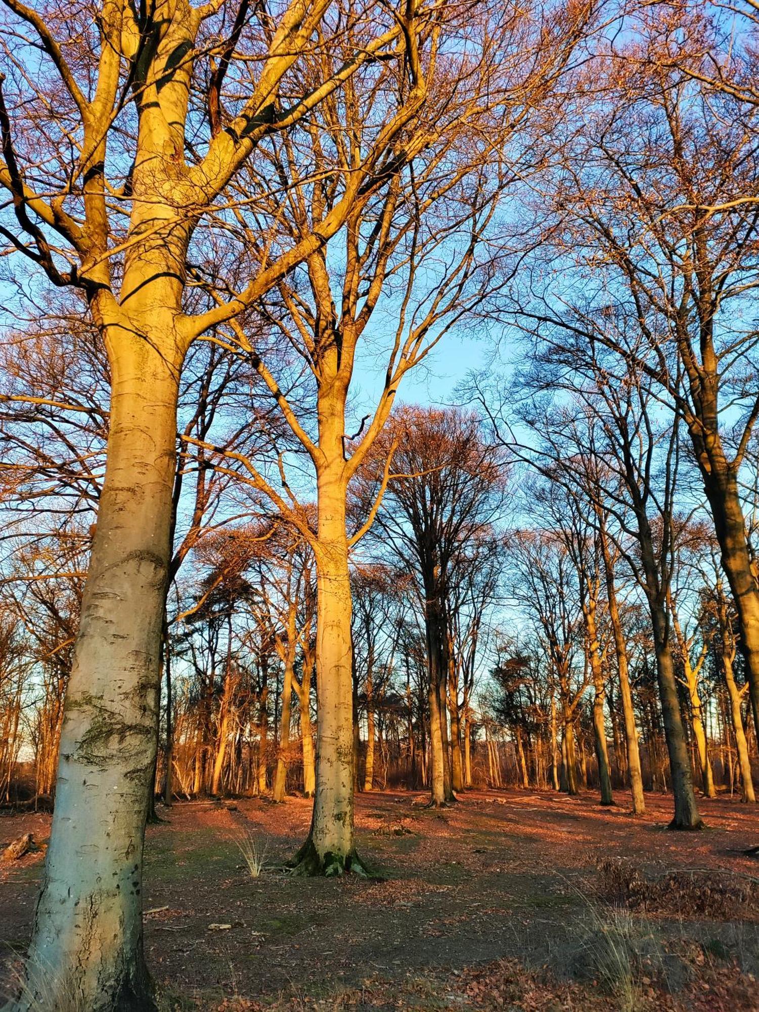 Zen Huisje Villa Turnhout Dış mekan fotoğraf